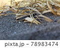 砂浜の枯れ草の表面のツヤがきれい 78983474
