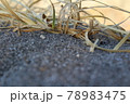 健気に足元で生き抜く茶色の枯れ草 78983475