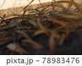 誰にも気付かれない砂浜の枯れ草が主役 78983476