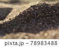 接写でまるで砂漠のような砂浜の影に注目 78983488