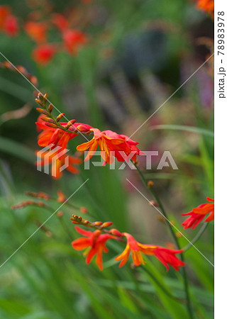 ヒメヒオウギズイセン【緑背景】 78983978