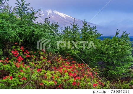 (静岡県)山麓に咲くレンゲツツジ、冠雪した富士山 (静岡県)山麓に咲くレンゲツツジ、冠雪した富士山 78984215
