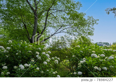 【柴田町】船岡城址公園のあじさい祭 78984227