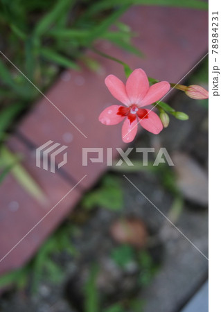 アヤメ アヤメ 78984231