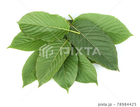 Mitragyna speciosa,kratom leaves isolated on white background Mitragyna speciosa,kratom leaves isolated on white background 78984425