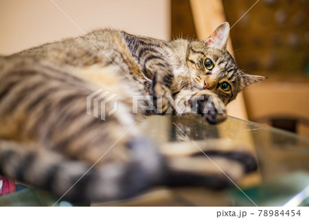 Close up shot of cute cat Close up shot of cute cat 78984454