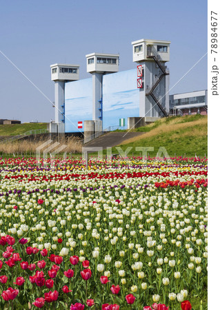 足立区都市農業公園 荒川河川敷花壇 78984677