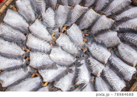 Dried Trichogaster pectoralis fish arranged in rows Thailand market Dried Trichogaster pectoralis fish arranged in rows Thailand market 78984688