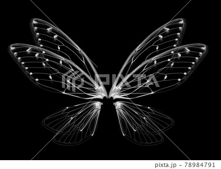 Insect cicada wing  isolated on white background 78984791