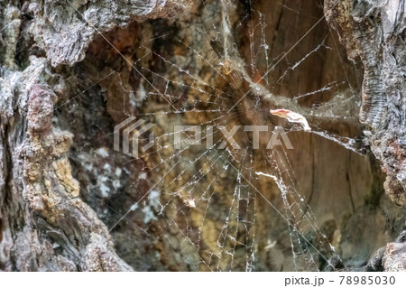 Spider net in the hollow in the tree Spider net in the hollow in the tree 78985030