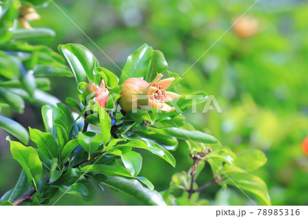 ざくろの花と膨らみ始めた実 ざくろの花と膨らみ始めた実 78985316