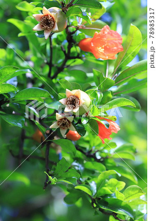 ざくろの花と膨らみ始めた実 ざくろの花と膨らみ始めた実 78985317
