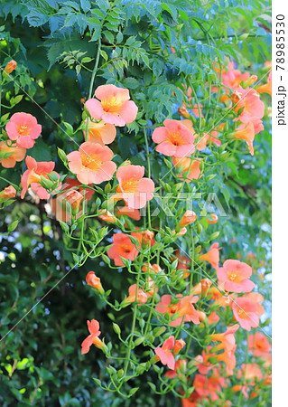 オレンジ色のノウゼンカズラの花とつぼみの写真素材