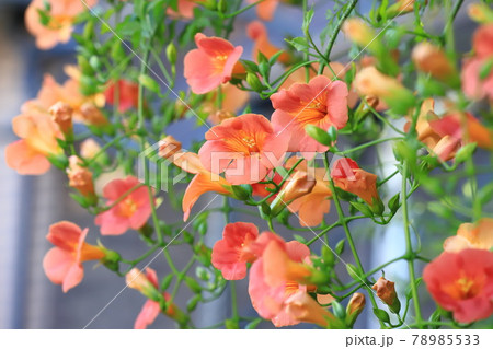 オレンジ色のノウゼンカズラの花とつぼみの写真素材 オレンジ色のノウゼンカズラの花とつぼみの写真素材