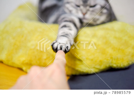 猫と指タッチ！ 78985579