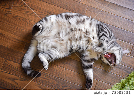 ヘソ天であくびをする猫 78985581