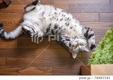ヘソ天で伸びをする猫 ヘソ天で伸びをする猫 78985583
