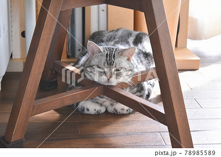 椅子の脚に顎を乗せて香箱座りをする猫 78985589