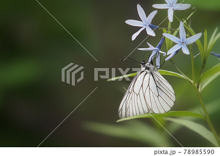 花と蝶　クローズアップ 78985590