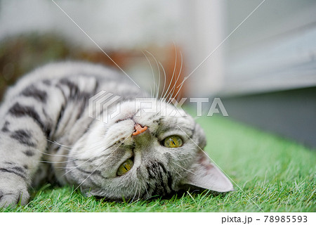 芝生に寝転ぶ猫の顔 78985593