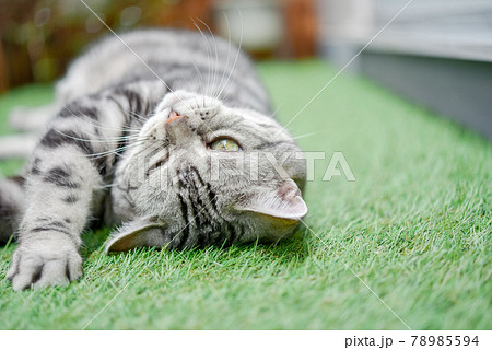 芝生に寝転ぶ猫の顔 78985594