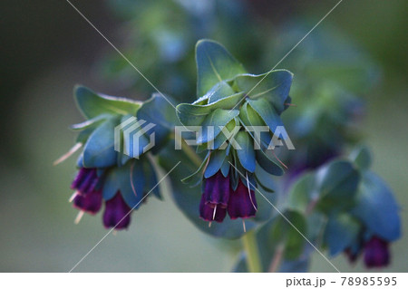 セリンセ セリンセ 78985595