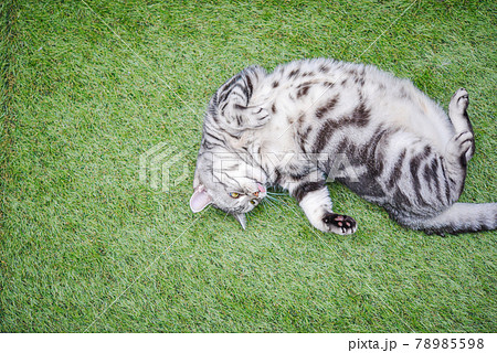 芝生でストレッチをする猫 78985598