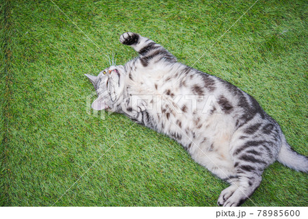 芝生でストレッチをする猫 芝生でストレッチをする猫 78985600