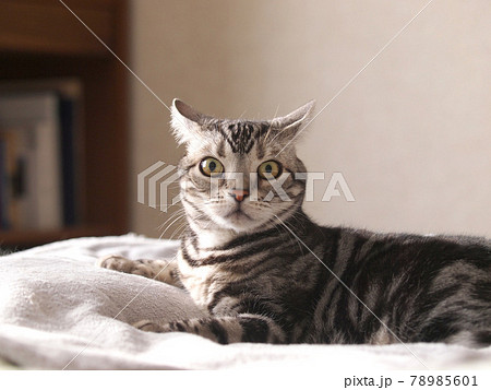 耳の動きと猫の気持ち 上半身アップ正面顔 の写真素材