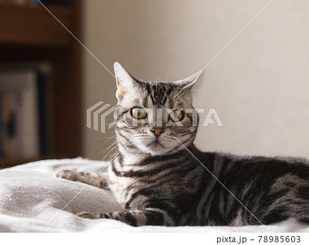 猫の気持ち　驚きの表情　上半身アップ正面顔 78985603