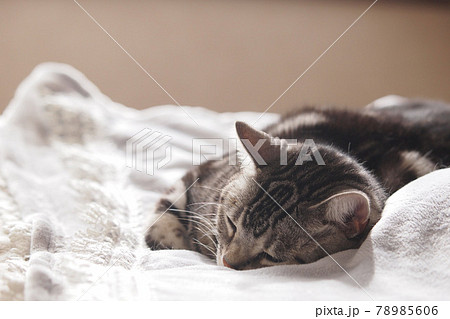 ベッドで　すやすやと眠る猫 78985606
