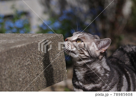 匂いを嗅ぐ猫 横向き上半身アップの写真素材 [78985608] - PIXTA