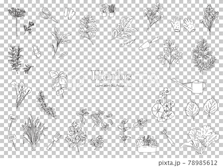 草藥插圖集 78985612