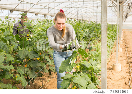 Positive woman harvesting fresh cucumbers Positive woman harvesting fresh cucumbers 78985665