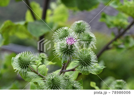 ゴボウ（牛蒡）の花 78986006