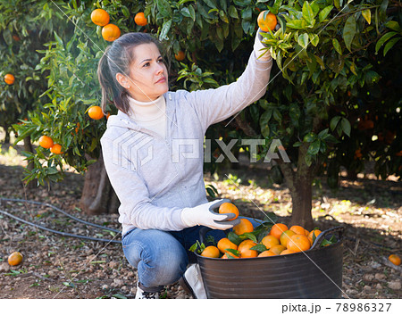 Female farmer picking mandarins 78986327