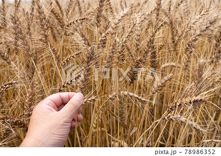 収穫時期の麦畑　小麦の穂を持つ男性　（6月）　小麦 78986352
