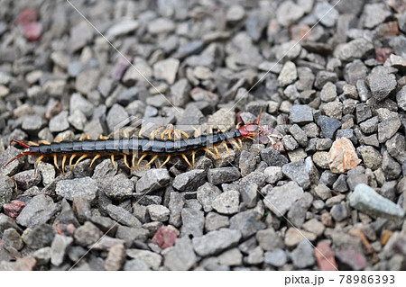 初夏のムカデ【百足】 78986393