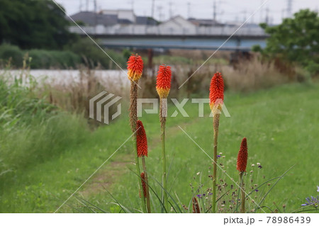 初夏の公園に咲くトリトマの赤い花の写真素材