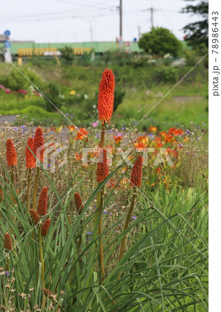 初夏の公園に咲くトリトマの赤い花 初夏の公園に咲くトリトマの赤い花 78986443