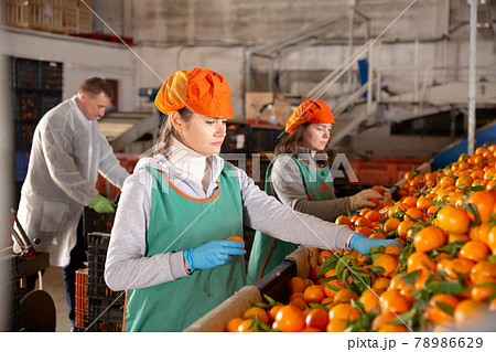 Woman working on producing sorting line at fruit warehouse 78986629