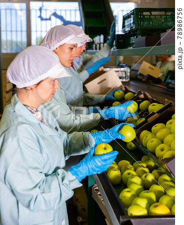 concentrated female employees in uniform sorting fresh apples on producing grading line concentrated female employees in uniform sorting fresh apples on producing grading line 78986756