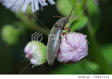 アカアシオオクシコメツキ 78987214