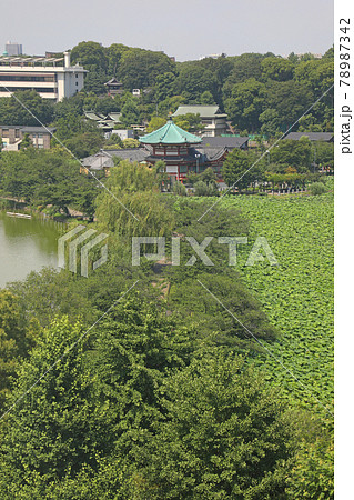 上野恩賜公園の不忍池 上野恩賜公園の不忍池 78987342