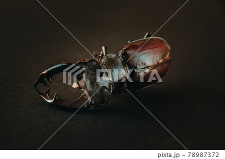 European stag beetle on black background European stag beetle on black background 78987372