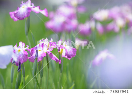 雨上がり、初夏のあやめ園 78987941