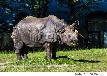 The Indian Rhinoceros, Rhinoceros unicornis aka Greater One-horned Rhinoceros The Indian Rhinoceros, Rhinoceros unicornis aka Greater One-horned Rhinoceros 78987989