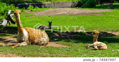 Vicunas, Vicugna Vicugna, relatives of the llama 78987997