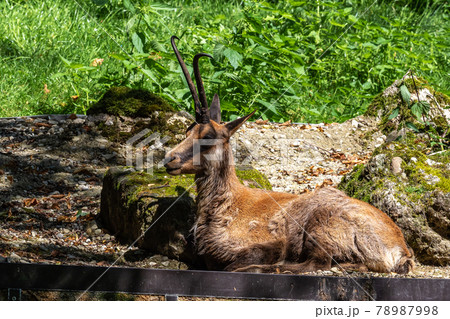 Apennine chamois, Rupicapra pyrenaica ornata, is living in Italy and Spain 78987998