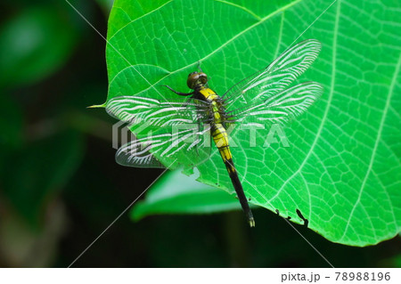 葉っぱにとまる黄色いトンボのアップ 葉っぱにとまる黄色いトンボのアップ 78988196